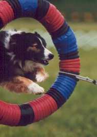 Collie in Tire Jump